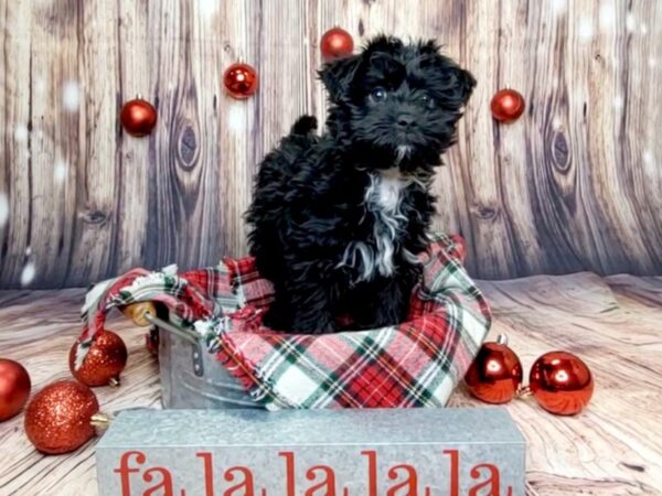 Yorkiepoo DOG Female Black 16022 Petland Fairfield, Ohio