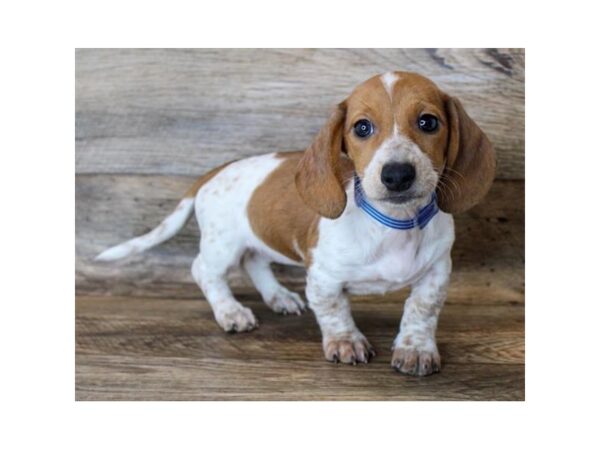 Dachshund DOG Female Red 16040 Petland Fairfield, Ohio