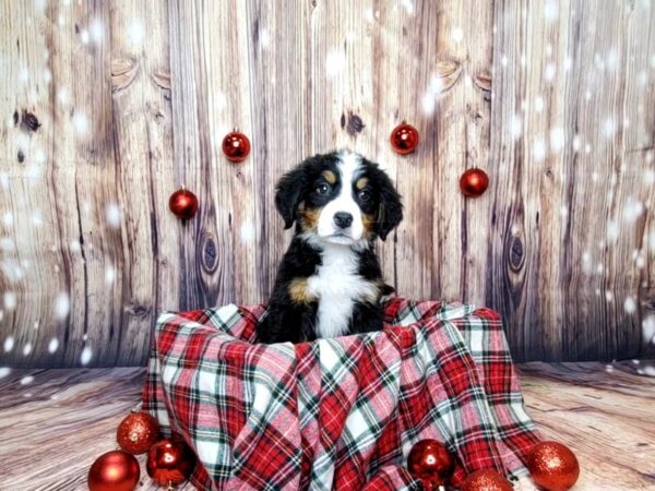 Bernese Mountain Dog DOG Female BLACK/RUST/WHITE 16049 Petland Fairfield, Ohio