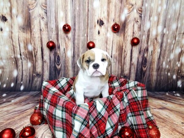 Mini Bulldog DOG Female Lilac Tri 16045 Petland Fairfield, Ohio