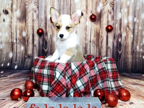 Pembroke Welsh Corgi DOG Female Sable / White 16043 Petland Fairfield, Ohio