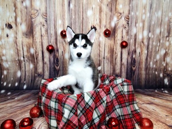 Siberian Husky DOG Male Silver/White 16037 Petland Fairfield, Ohio