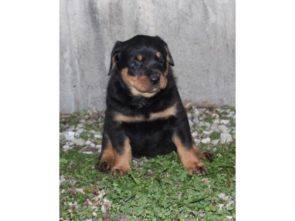 Rottweiler DOG Male Black / Rust 16066 Petland Fairfield, Ohio