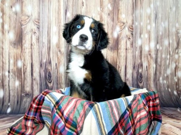 Bernese Mountain Dog DOG Female Black Tri 16057 Petland Fairfield, Ohio