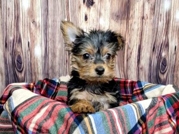 Yorkshire Terrier DOG Female Black and Tan 16058 Petland Fairfield, Ohio