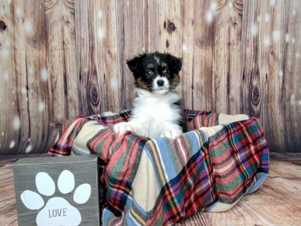 Miniature Australian Shepherd DOG Male Black White / Tan 16060 Petland Fairfield, Ohio