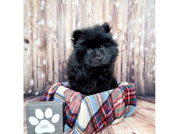 Chow Chow DOG Male Black 16061 Petland Fairfield, Ohio