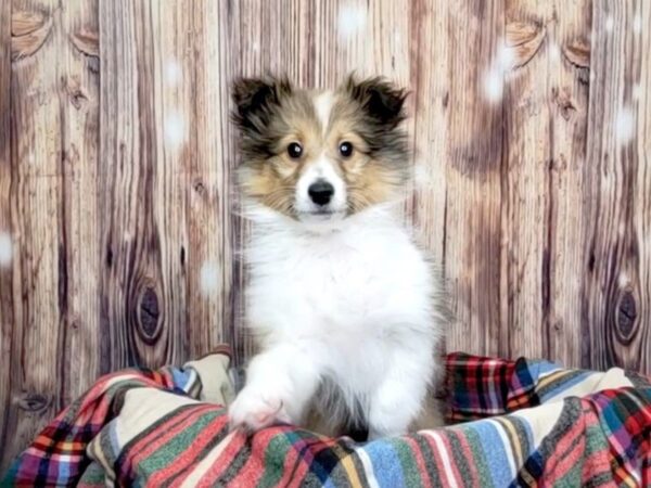 Shetland Sheepdog DOG Female Sable / White 16063 Petland Fairfield, Ohio