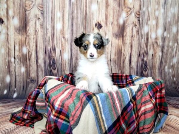 Miniature Australian Shepherd DOG Female Blue Merle White / Tan 16064 Petland Fairfield, Ohio