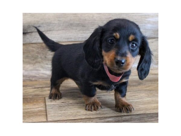 Dachshund DOG Male Black / Tan 16075 Petland Fairfield, Ohio