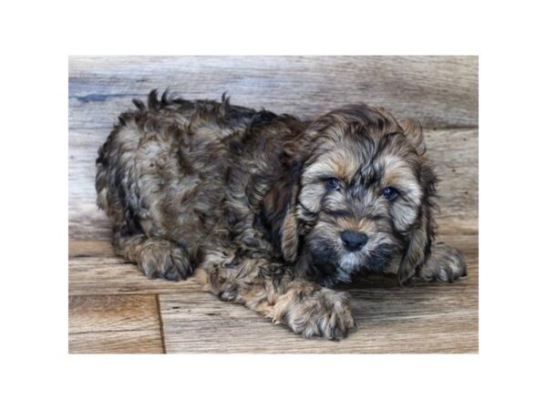 Cock A Poo-DOG-Male-Sable-16074-Petland Fairfield, Ohio