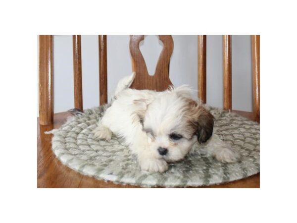 Shih Tzu DOG Male Brown / White 16076 Petland Fairfield, Ohio