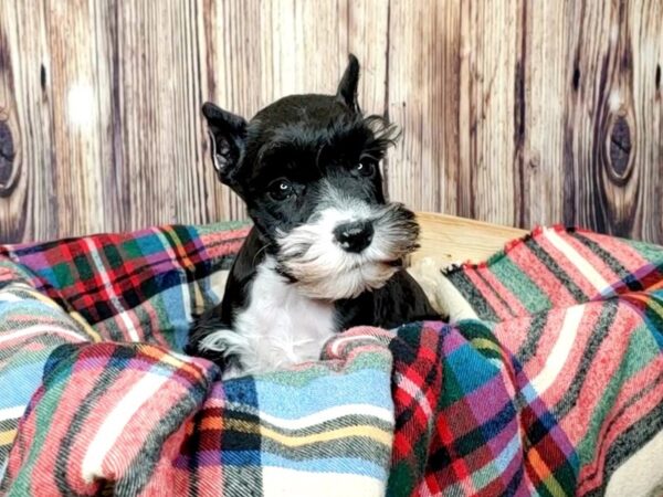 Mini Schnauzer-DOG-Female-BLK WHITE-16073-Petland Fairfield, Ohio