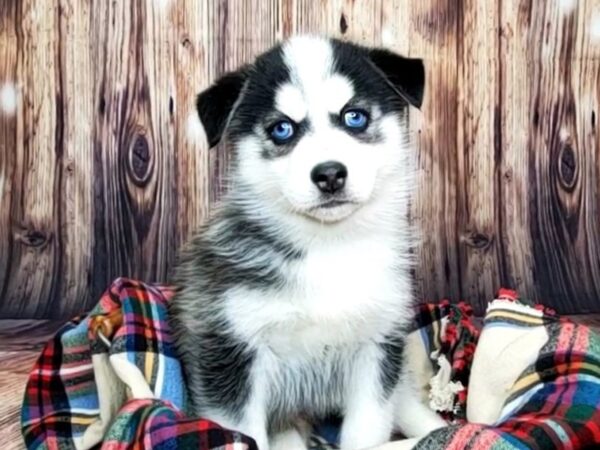 Huskimo-DOG-Male-BLK WH-16072-Petland Fairfield, Ohio