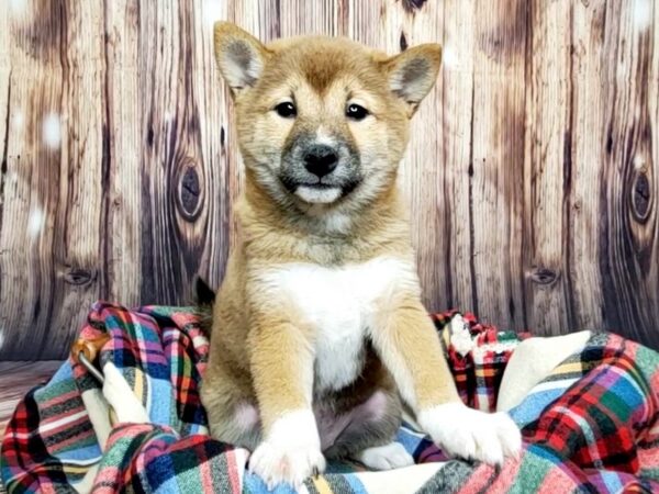 Shiba Inu DOG Female RED 16071 Petland Fairfield, Ohio