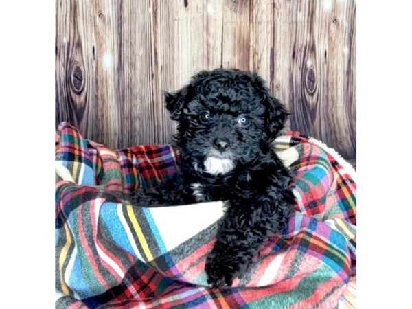 Poodle DOG Male Black 16069 Petland Fairfield, Ohio