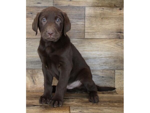 Labrador Retriever DOG Male Chocolate 16088 Petland Fairfield, Ohio