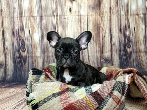 French Bulldog DOG Female Brindle 16077 Petland Fairfield, Ohio