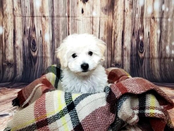 Havapoo-DOG-Male-Cream-16082-Petland Fairfield, Ohio