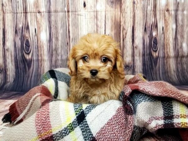 Cavapoo DOG Male Red 16086 Petland Fairfield, Ohio