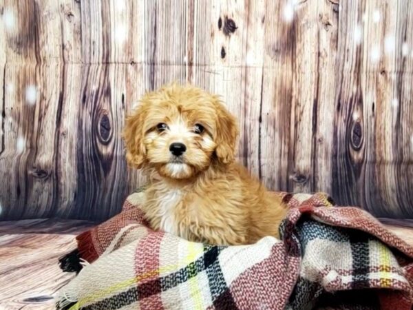 Cavapoo DOG Female Red 16087 Petland Fairfield, Ohio