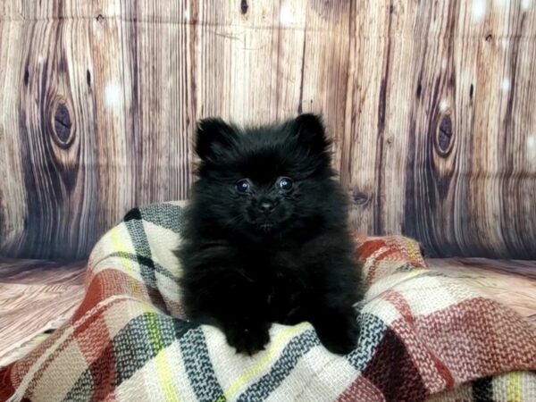 Pomeranian DOG Female Black 16089 Petland Fairfield, Ohio