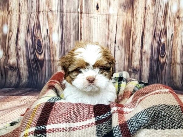 Teddy Bear DOG Female Gold / White 16090 Petland Fairfield, Ohio