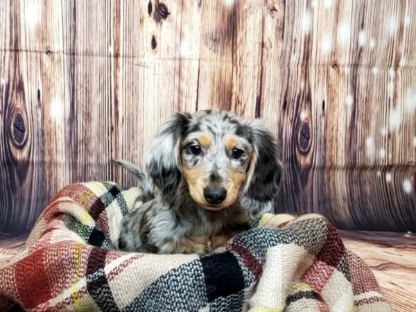 Dachshund-DOG-Female-Blue-16092-Petland Fairfield, Ohio