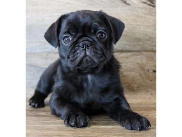 Pug DOG Female Black 16102 Petland Fairfield, Ohio