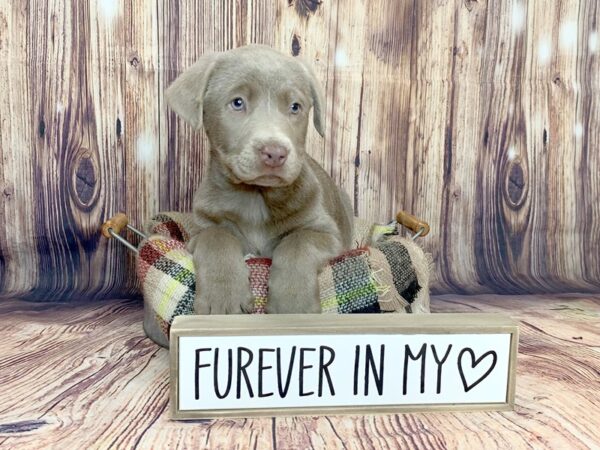 Labrador Retriever DOG Male Silver 16094 Petland Fairfield, Ohio