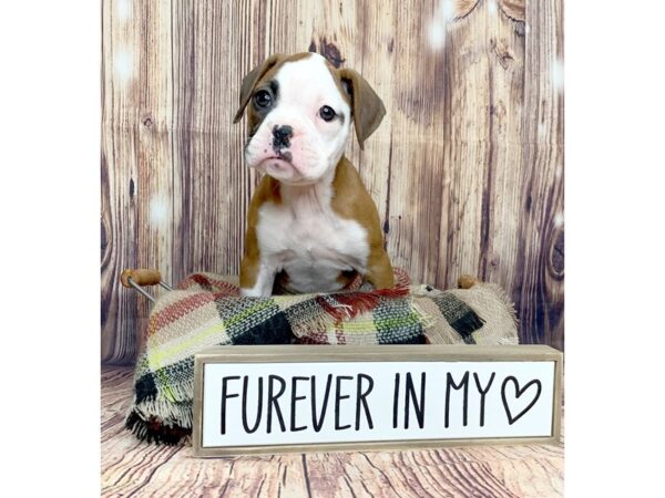 Boxer-DOG-Female-Fawn / White-16108-Petland Fairfield, Ohio