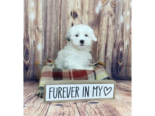 Shih Tzu/Maltese-DOG-Male-White / Brown-16105-Petland Fairfield, Ohio