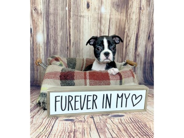 Boston Terrier-DOG-Female-Black / White-16104-Petland Fairfield, Ohio