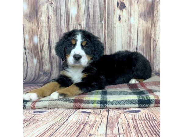 Bernese Mountain Dog DOG Male Black Tri 16098 Petland Fairfield, Ohio