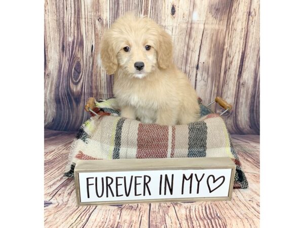 Goldendoodle-DOG-Female-Golden-16096-Petland Fairfield, Ohio