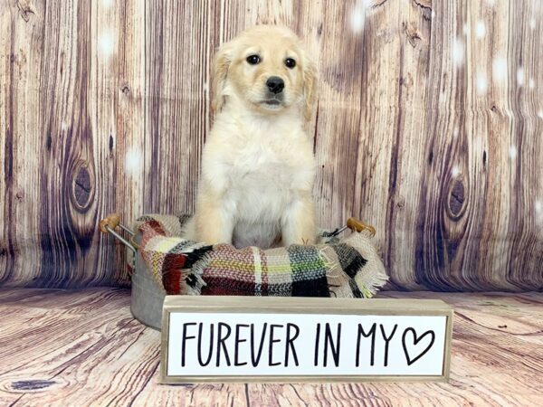 Golden Retriever DOG Female Golden 16095 Petland Fairfield, Ohio