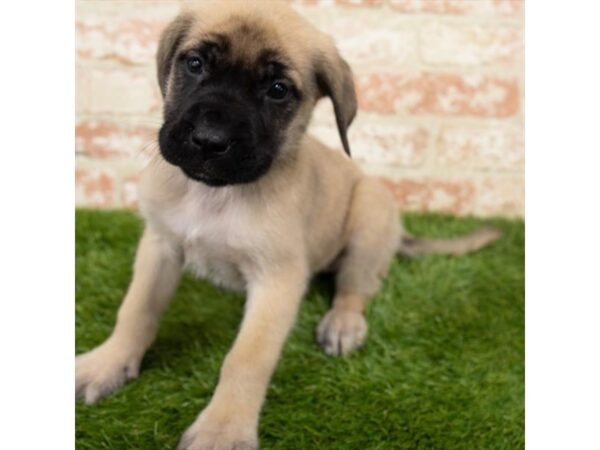 English Mastiff-DOG-Female-Fawn-16112-Petland Fairfield, Ohio