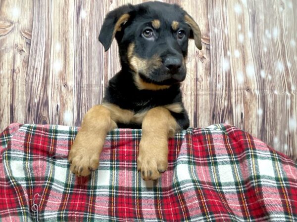 German Shepherd/Rottweiler-DOG-Male-Black / Rust-16128-Petland Fairfield, Ohio