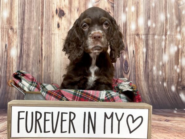 Cocker Spaniel DOG Male Chocolate 16124 Petland Fairfield, Ohio