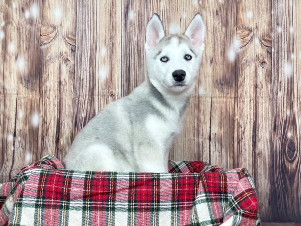 Siberian Husky DOG Female Gray / White 16110 Petland Fairfield, Ohio