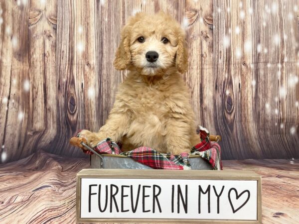 Goldendoodle Mini-DOG-Male-Red-16109-Petland Fairfield, Ohio