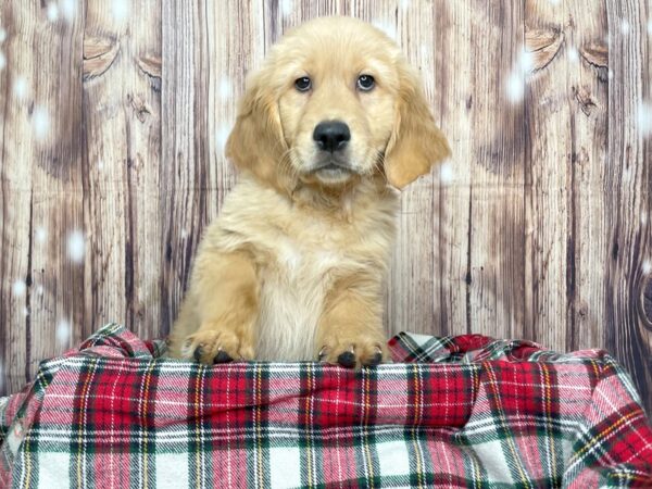 Golden Retriever DOG Male Golden 16106 Petland Fairfield, Ohio