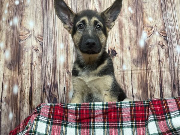 German Shepherd Dog DOG Female Black / Tan 16111 Petland Fairfield, Ohio