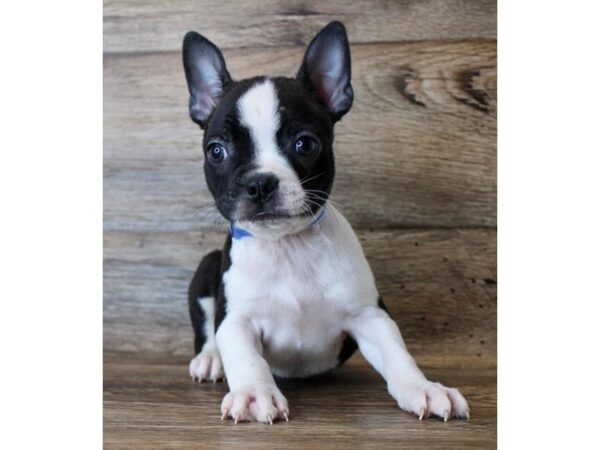 Boston Terrier DOG Female Black / White 16132 Petland Fairfield, Ohio