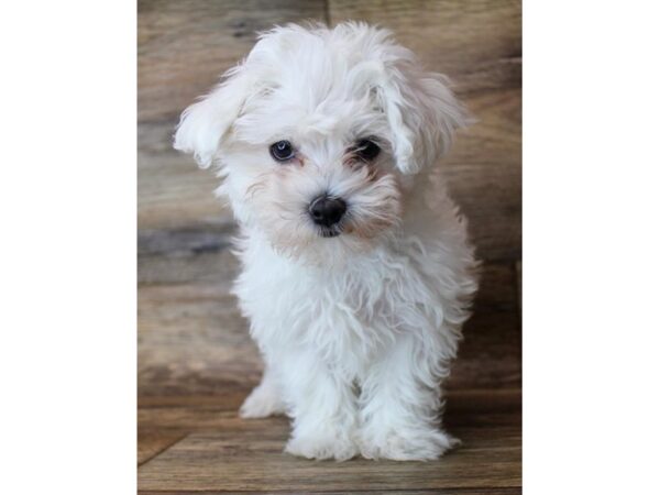 Maltese DOG Female White 16133 Petland Fairfield, Ohio