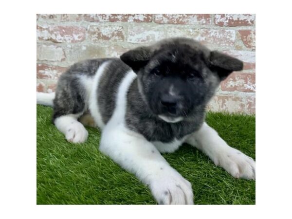 Akita DOG Female Fawn Brindle 16130 Petland Fairfield, Ohio