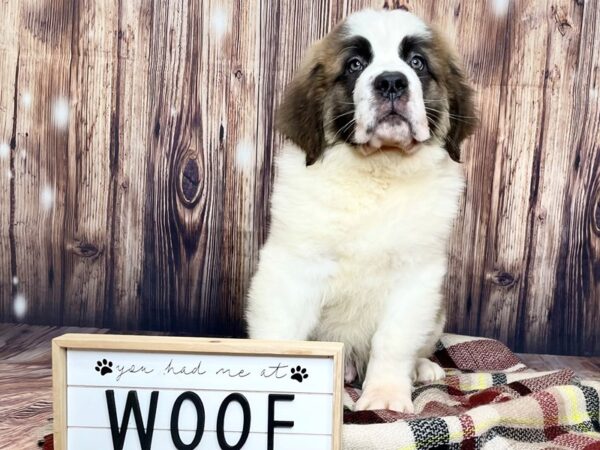 Saint Bernard DOG Male Mahogany / White 16134 Petland Fairfield, Ohio