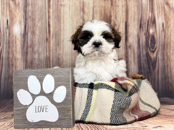 Shorkie DOG Male Brindle / White 16129 Petland Fairfield, Ohio