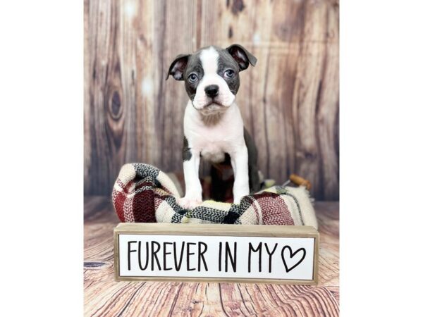 Boston Terrier-DOG-Male-Blue/White-16135-Petland Fairfield, Ohio