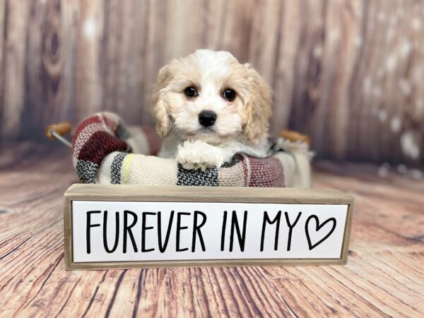 Cavachon-DOG-Female-Blenheim-16136-Petland Fairfield, Ohio